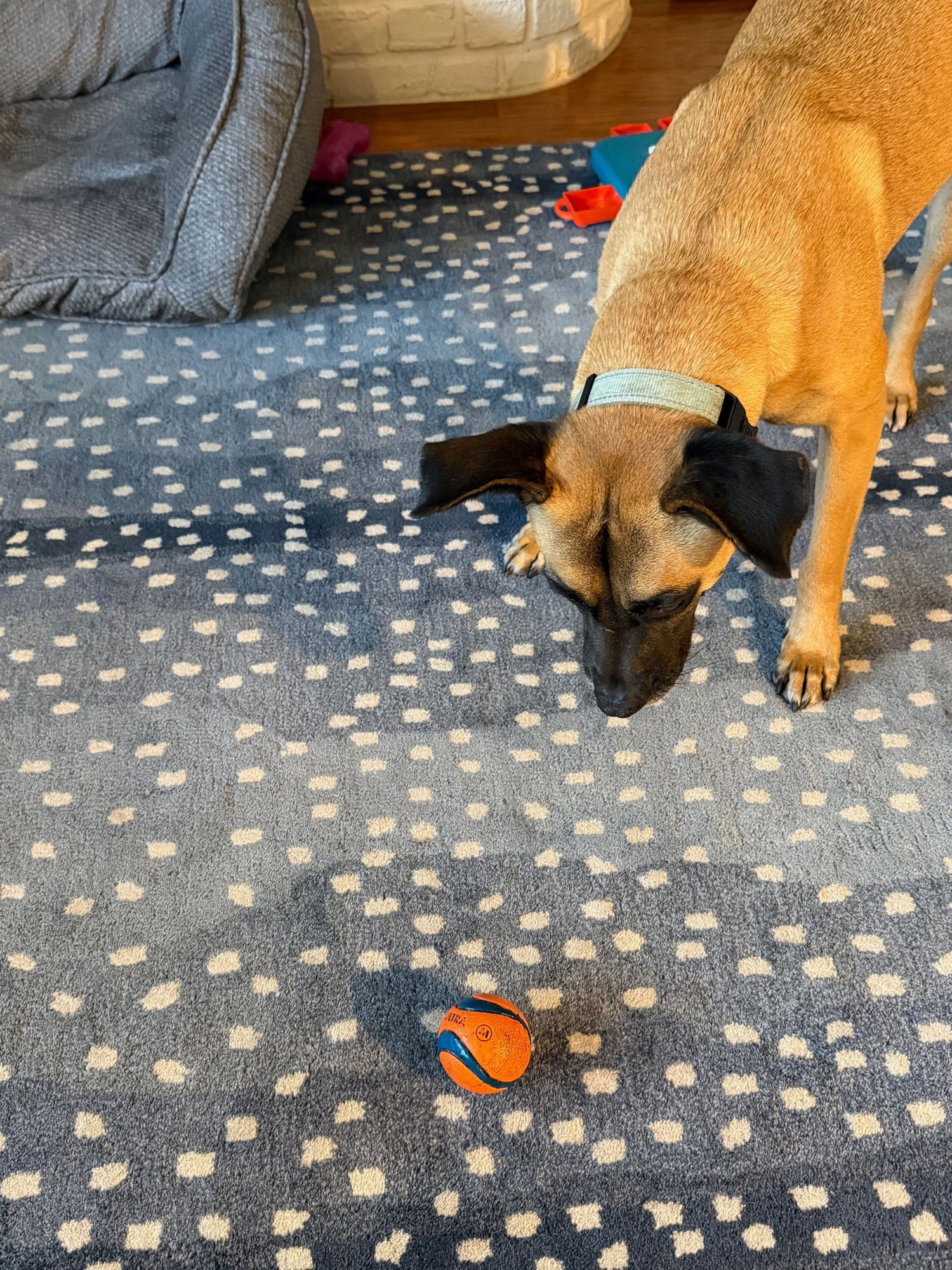 Rufus - GA /MO COURTESY POST - Photo 3