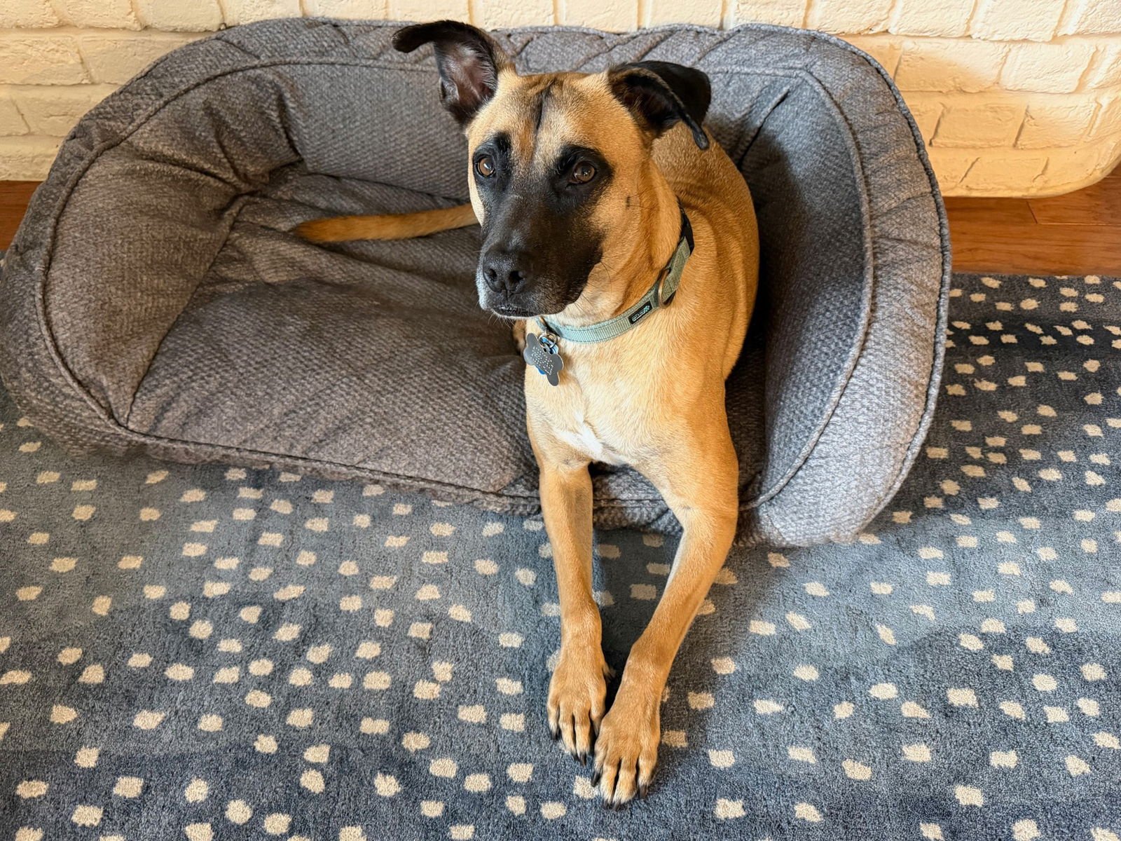 Rufus - GA /MO COURTESY POST - Photo 4