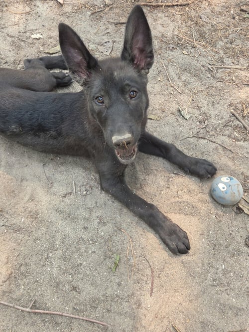 LUCCHESE (LOO-KAY-SEE) - VA - Belgian Shepherd Malinois available for adoption