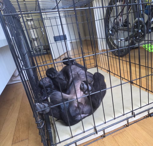 LUCCHESE (LOO-KAY-SEE) - VA - Belgian Shepherd Malinois available for adoption