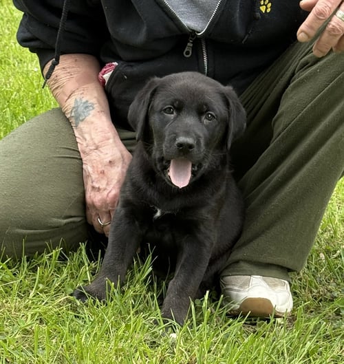 PENNY - PA - Belgian Shepherd Malinois / Labrador Retriever available for adoption