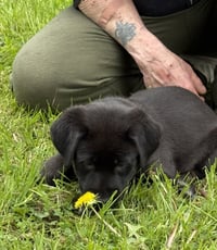 Penny - PA - Photo 2