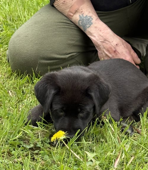 PENNY - PA - Belgian Shepherd Malinois / Labrador Retriever available for adoption