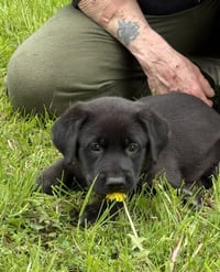 Penny - PA - Photo 4