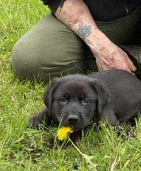 Penny - PA - Photo 5