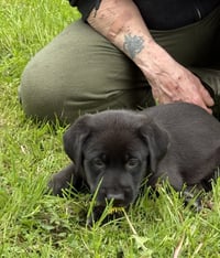 Penny - PA - Photo 6
