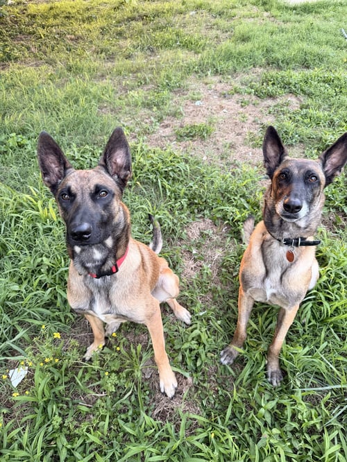FRIDGE - TN - Belgian Shepherd Malinois available for adoption