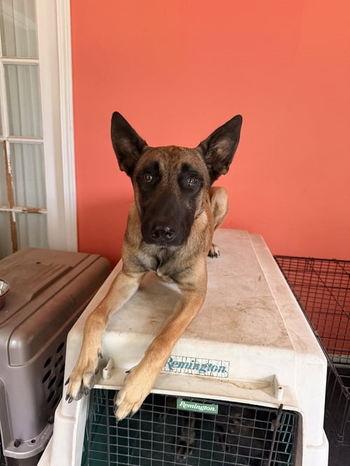 FRIDGE - TN - Belgian Shepherd Malinois available for adoption