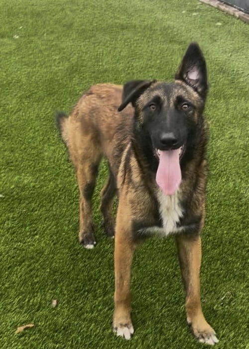 RUFUS - FL - COURTEST POST
