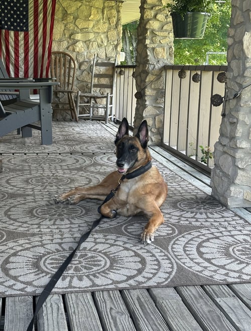 NINA-IN - Belgian Shepherd Malinois available for adoption