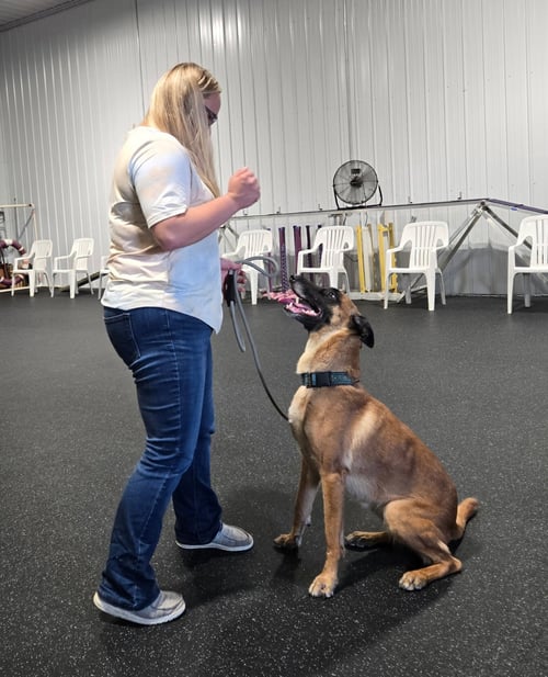 NINA-IN - Belgian Shepherd Malinois available for adoption