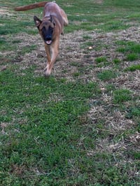 Cairo - KY - Photo 10