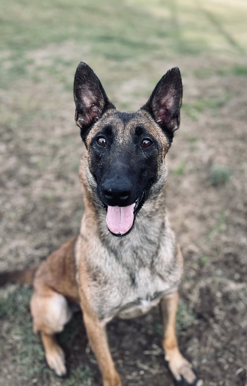 CAIRO - KY - Belgian Shepherd Malinois available for adoption