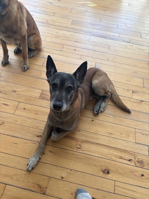 JACK JACK - OH - COURTESY POST - Belgian Shepherd Malinois available for adoption