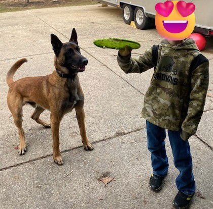 JACK JACK - OH - COURTESY POST - Belgian Shepherd Malinois available for adoption