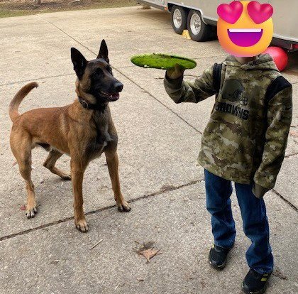 JACK JACK - OH - COURTESY POST - Belgian Shepherd Malinois available for adoption