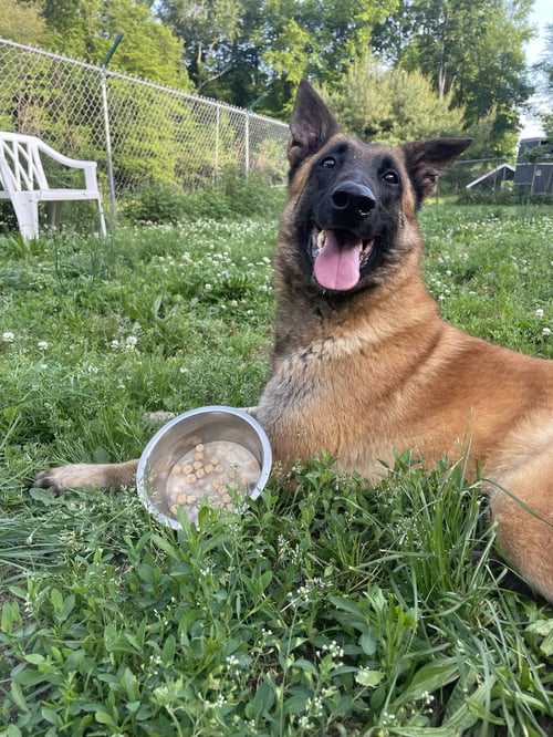 GRAY- NC - Belgian Shepherd Malinois available for adoption
