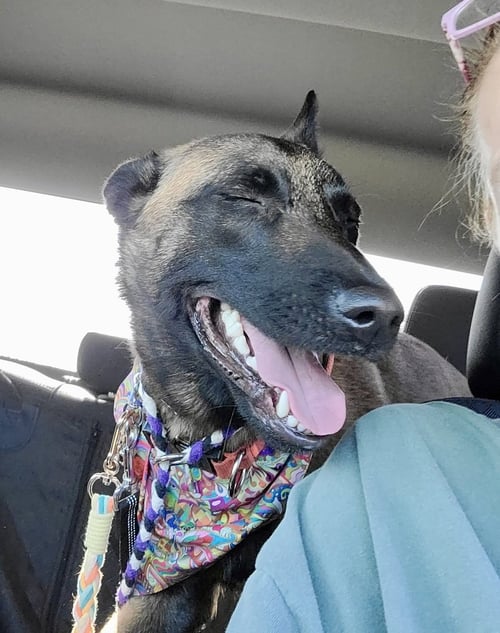 LUCI - GA - Belgian Shepherd Malinois available for adoption