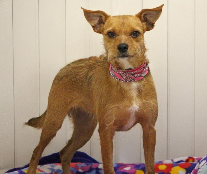 SADIE IN TX - Terrier available for adoption