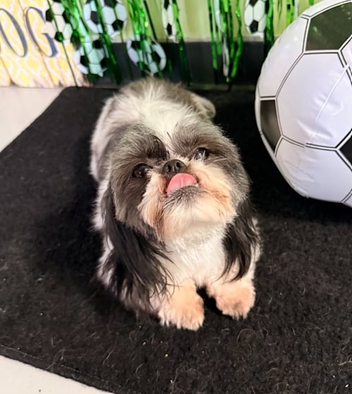 MIA IN TX - Shih Tzu available for adoption