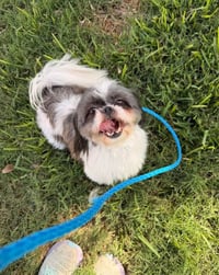 Mia in TX - Photo 5