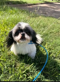 Mia in TX - Photo 6