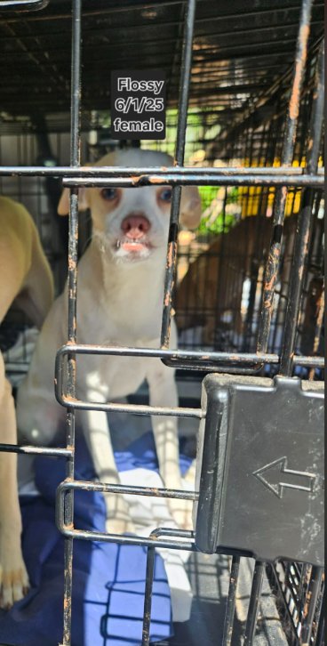FLOSSY IN LA - Chihuahua available for adoption