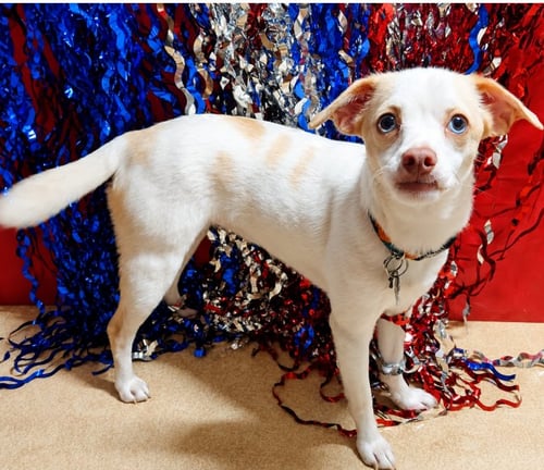 FLOSSY IN RI - Chihuahua available for adoption
