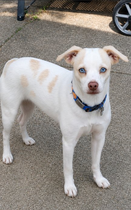 FLOSSY IN RI - Chihuahua available for adoption