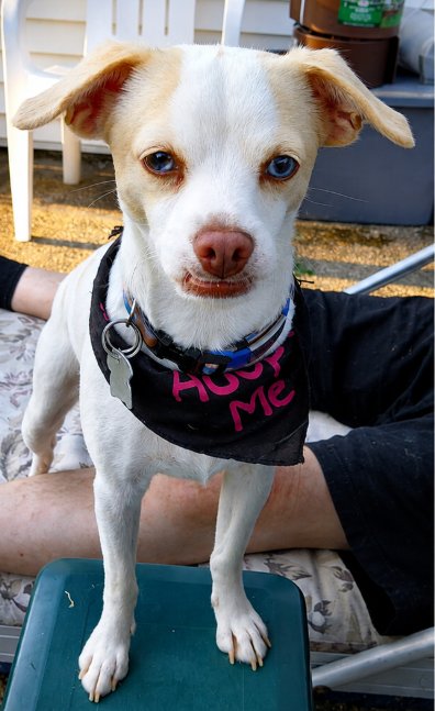 FLOSSY IN RI - Chihuahua available for adoption