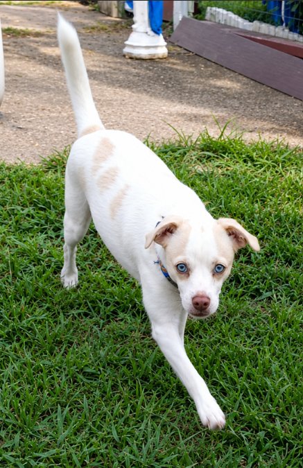 FLOSSY IN RI - Chihuahua available for adoption