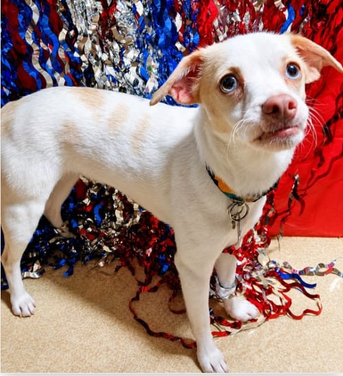 FLOSSY IN RI - Chihuahua available for adoption