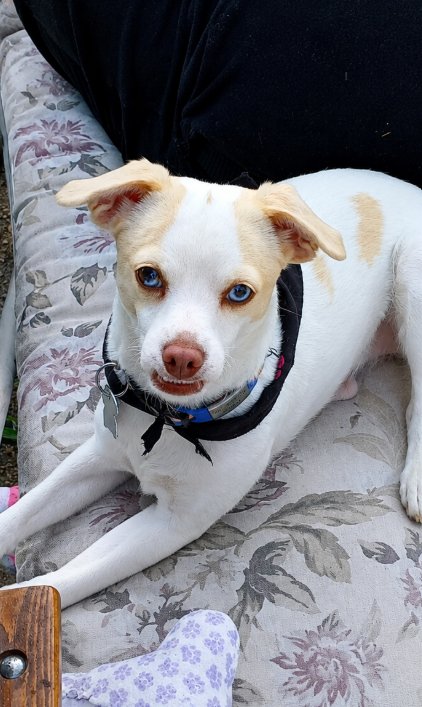 FLOSSY IN RI - Chihuahua available for adoption