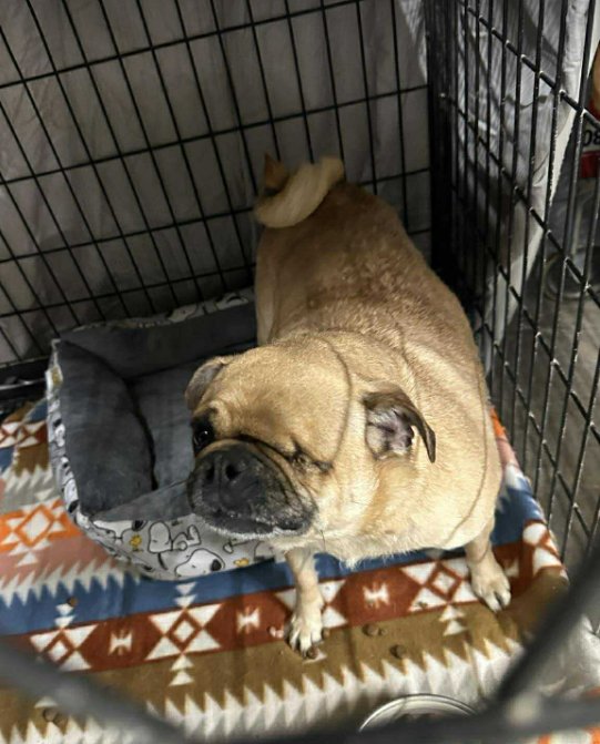 HONEY IN TX - Pug available for adoption