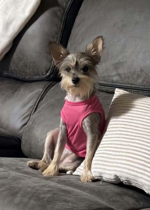 MAXINE IN LA - Terrier available for adoption