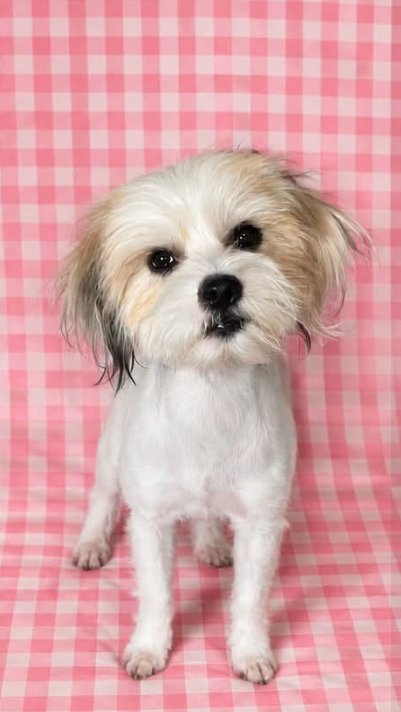 CECLIA MAE IN TX - Unknown available for adoption