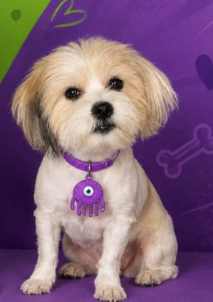 CECLIA MAE IN TX - Unknown available for adoption