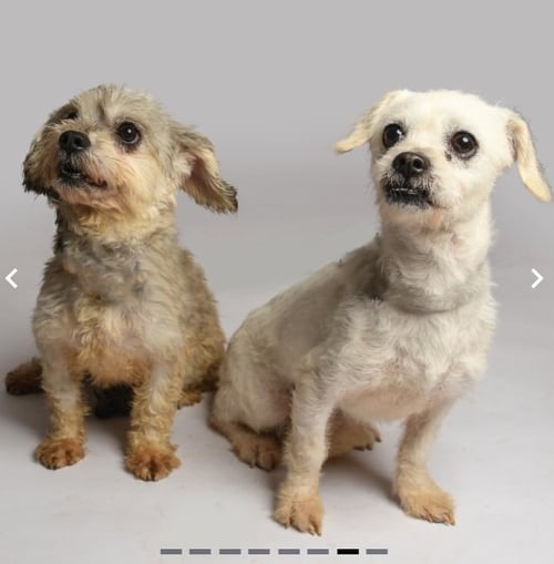MIA AND COCO IN TX - Poodle (Miniature) available for adoption