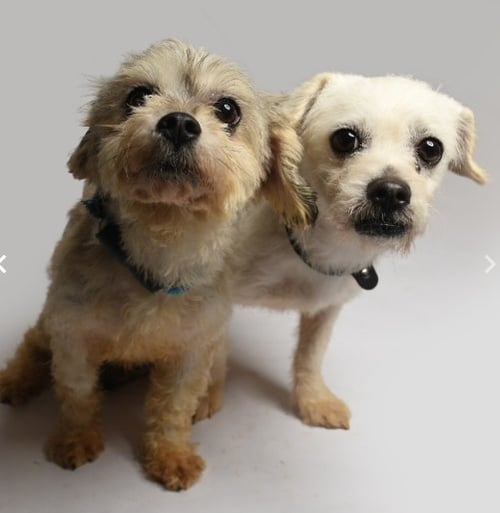 MIA AND COCO IN TX - Poodle (Miniature) available for adoption