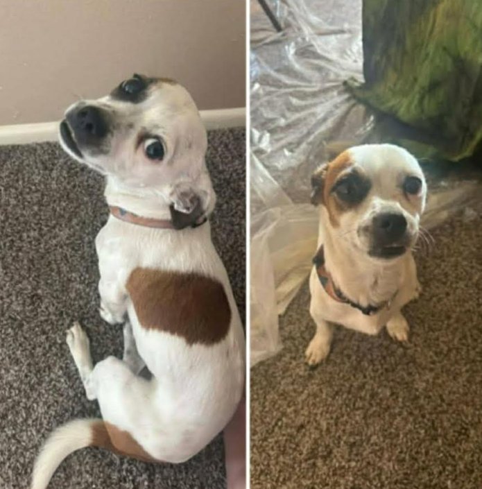 WHISKEY IN TX - Chihuahua available for adoption