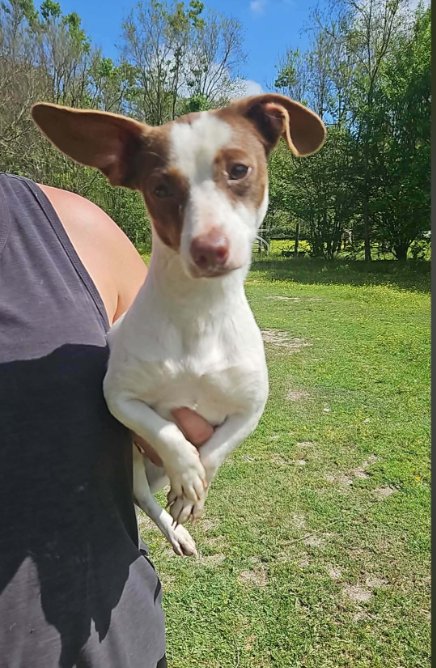 LUNETTE IN LA - Chihuahua / Dachshund available for adoption