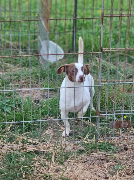 LUNETTE IN LA - Chihuahua / Dachshund available for adoption