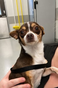 Argos in TX - Photo 1