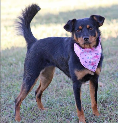 FERN IN TX - Spaniel / Chihuahua available for adoption