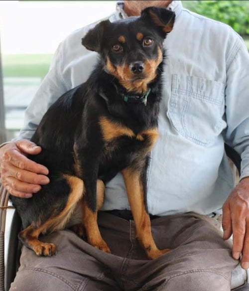 FERN IN TX - Spaniel / Chihuahua available for adoption