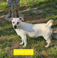 Puppy Love in LA - Photo 1