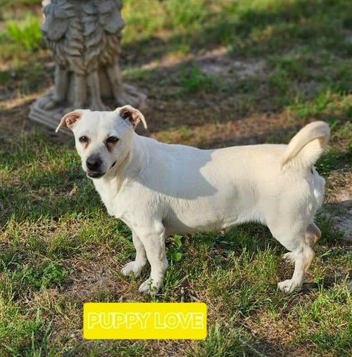 PUPPY LOVE IN LA - Chihuahua available for adoption