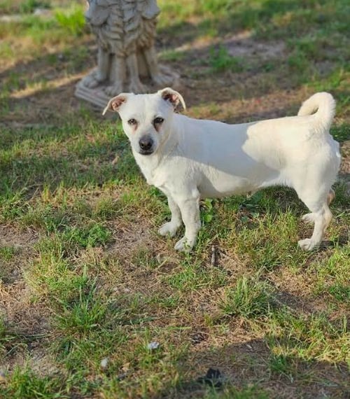 PUPPY LOVE IN LA - Chihuahua available for adoption