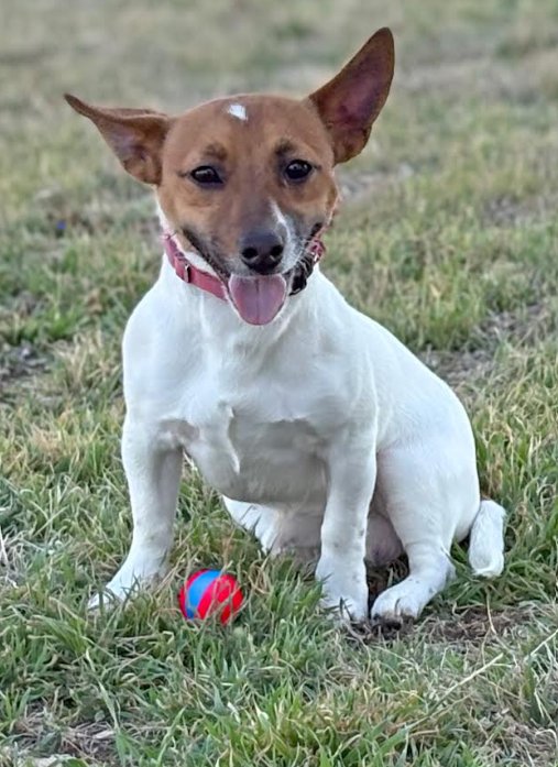 ZIP IN RI - Jack Russell Terrier available for adoption