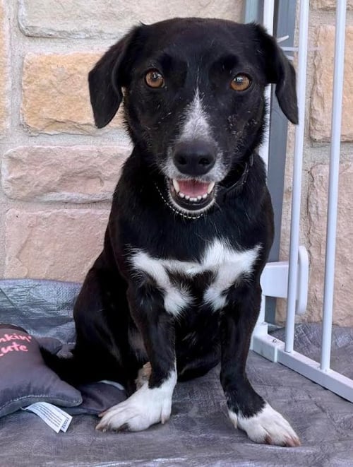 VASH IN TX - Chihuahua / Dachshund available for adoption